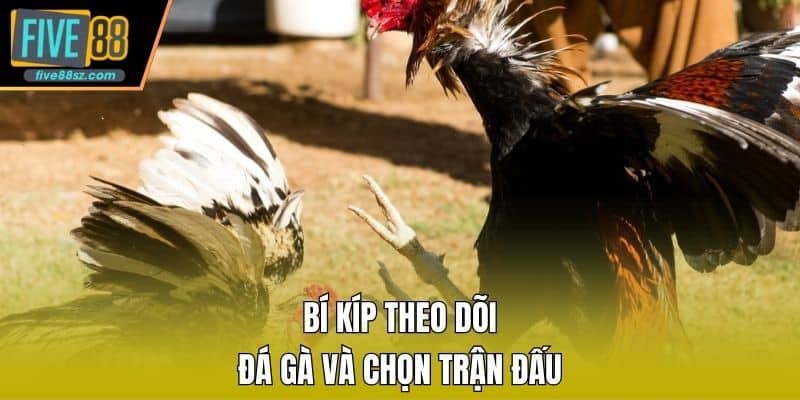 Bí kíp theo dõi đá gà và chọn trận đấu