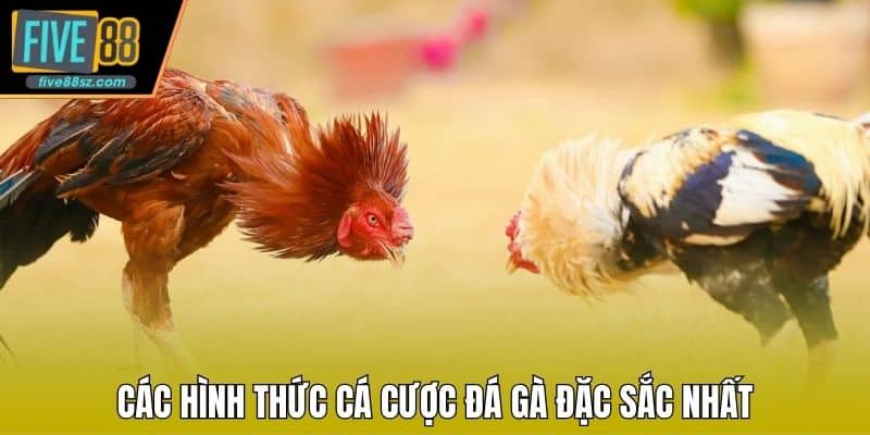 Các hình thức cá cược đá gà đặc sắc nhất
