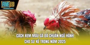 Cách Xem Màu Gà Đá Chuẩn Ngũ Hành Cho Sư Kê Trong Năm 2025
