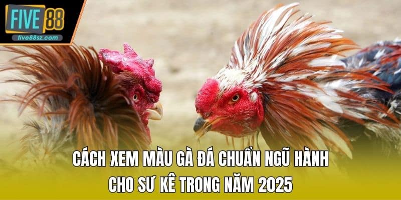 Cách Xem Màu Gà Đá Chuẩn Ngũ Hành Cho Sư Kê Trong Năm 2025