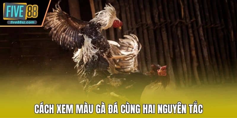Cách xem màu gà đá cùng hai nguyên tắc