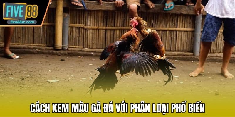 Cách xem màu gà đá với phân loại phổ biến