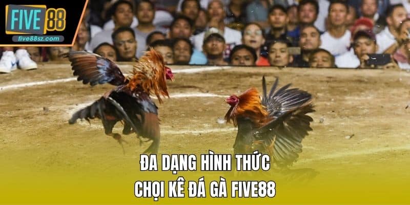 Đa dạng hình thức chọi kê đá gà FIVE88