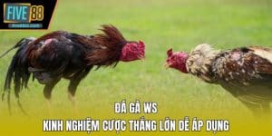 Đá Gà WS - Kinh Nghiệm Cược Thắng Lớn Dễ Áp Dụng