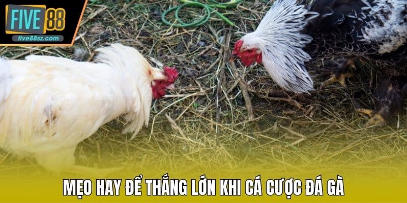 Mẹo hay để thắng lớn khi cá cược đá gà