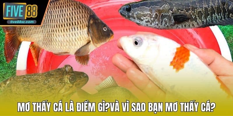 Mơ thấy cá là điềm gì và vì sao bạn mơ thấy cá