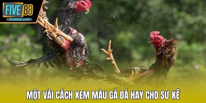 Một vài cách xem màu gà đá hay cho sư kê