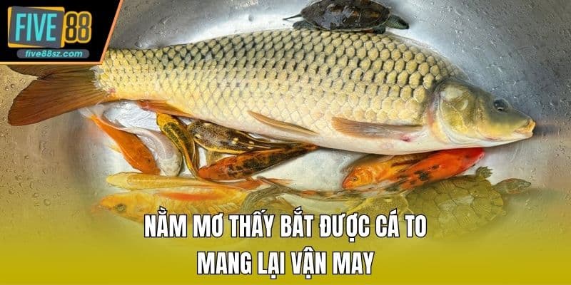 Nằm mơ thấy bắt được cá to mang lại vận may