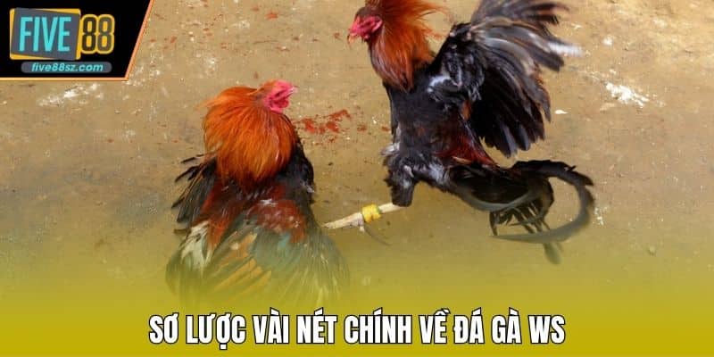 Sơ lược vài nét chính về đá gà WS