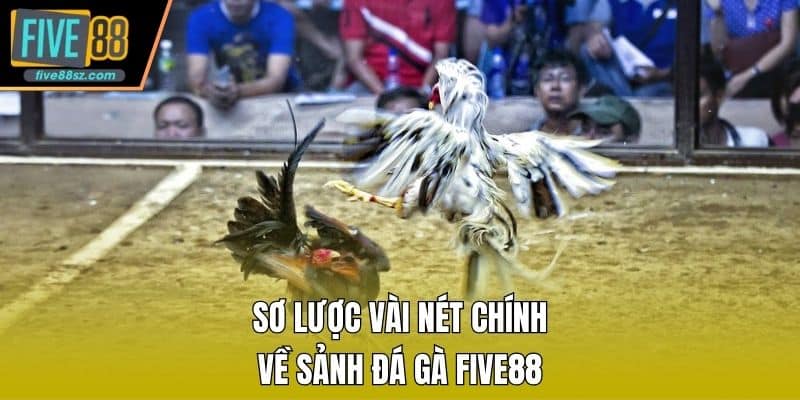 Sơ lược vài nét chính về sảnh đá gà FIVE88