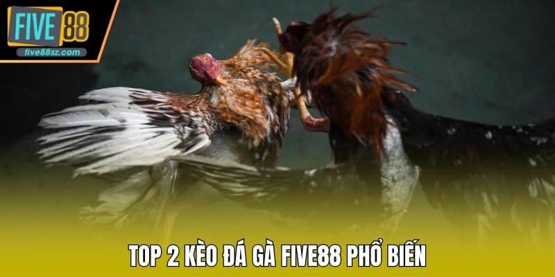 Top 2 kèo đá gà FIVE88 phổ biến