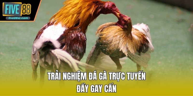 Trải nghiệm đá gà trực tuyến đầy gay cấn