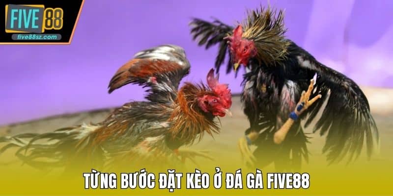 Từng bước đặt kèo ở đá gà FIVE88